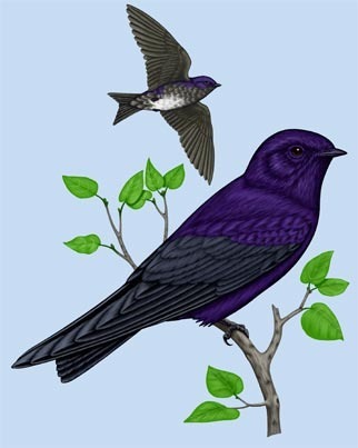 Purple Martins