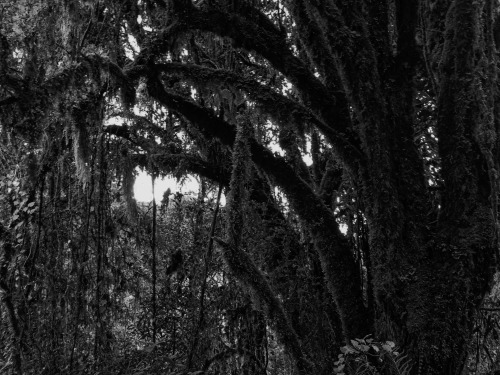 I was walking around a mountain in Costa Rica and found this eerie tree. I really love the contrast 