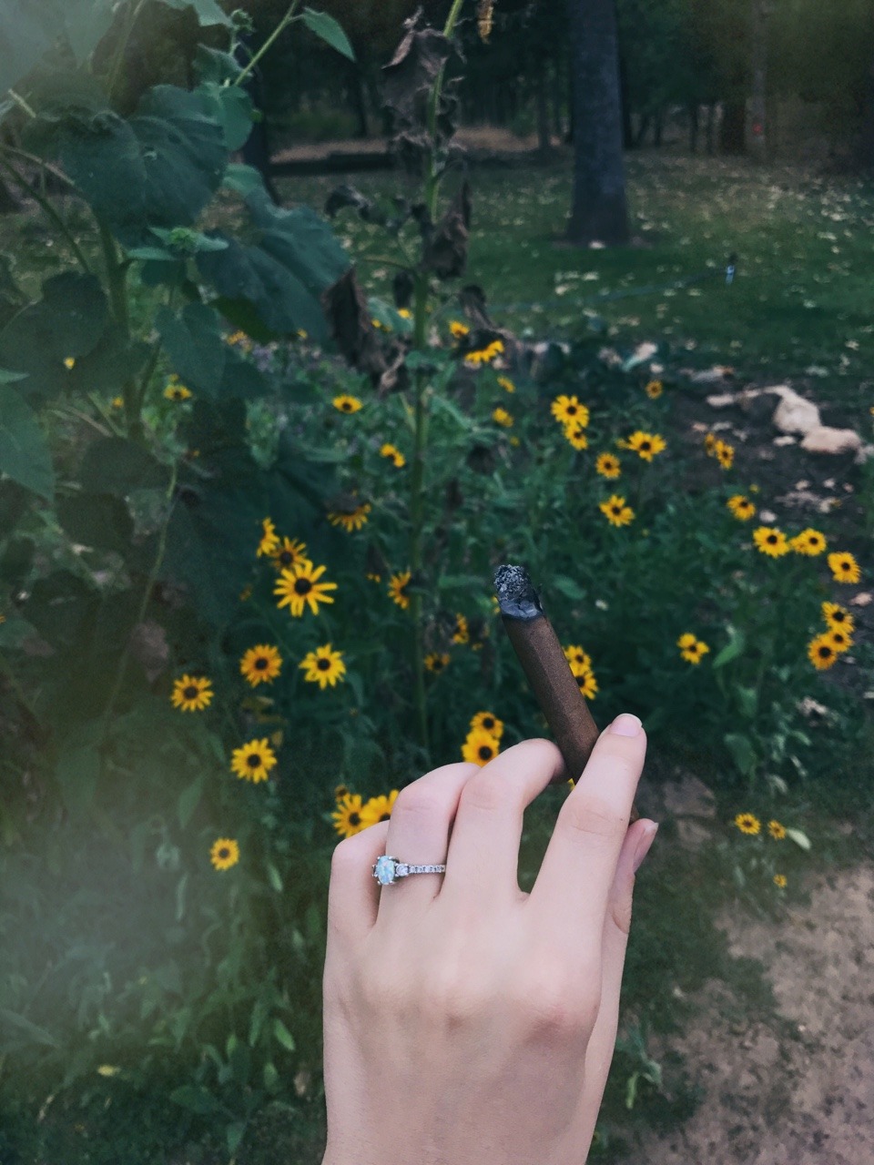 oregonja: 🌼🌻