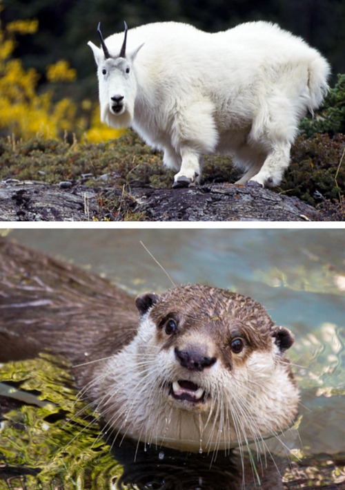 tastefullyoffensive:  Shocked Animals [x]Previously: Bears Doing Human Things