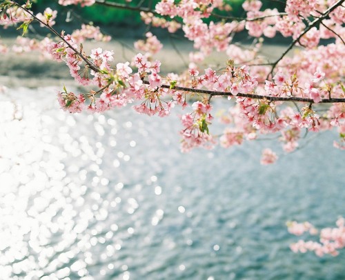 florealegiardini: Cherry blossoms, Kawazu, Shizuoka Prefecture, JapanBy gondo yosuke