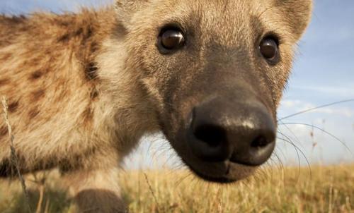 plaguefuckers:beastlyart:vikingcarrot:shrapnelshark:Would you Smooch a Hyena?A.)Yes B.)Yes! C.)HECK 