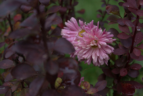 Another flowers in town.