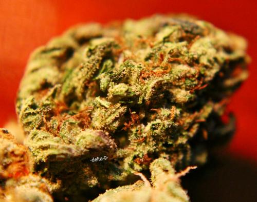 -delta-9-:  A nice contrast of, Amnesia Haze, Blue Dream and some Kryptonite OG.