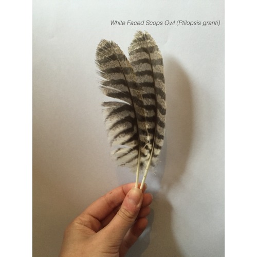 birds-and-pizza: some photos of my favourite feathers I have in my collection all these feathers hav