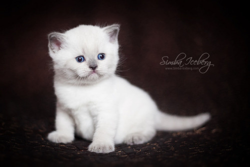  Simba Iceberg Harry ❤ Scottish Straight blue point kitten is 31 days old (d.o.b. 25.03.2017) 