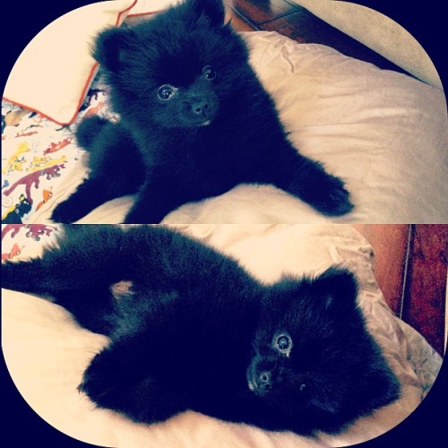 glammedupdogtags:  I’m sorry but she’s just so darn cute!!