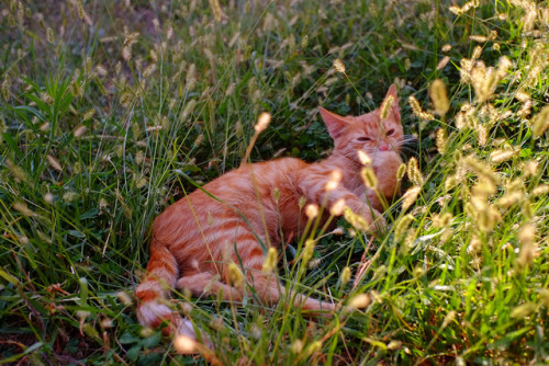 cinnamonappledoughnuts:[ID: Two pictures of an orange cat lying in grass.]