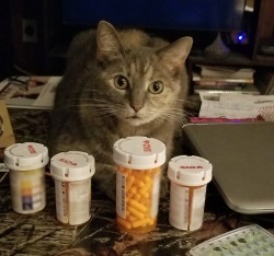 essiecattie:prescription cat wants to remind you to take your medication and stay healthy!