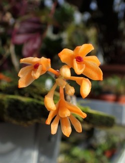 orchid-a-day:  Dendrobium trichostomumSyn.: Callista trichostoma; Pedilonum trichostomum; Chromatotriccum trichostomum; Dendrobium oreogenum; Dendrobium salmoneum; Pedilonum oreogenum; Pedilonum salmoneum;   Chromatotriccum salmoneum  April 15, 2018 