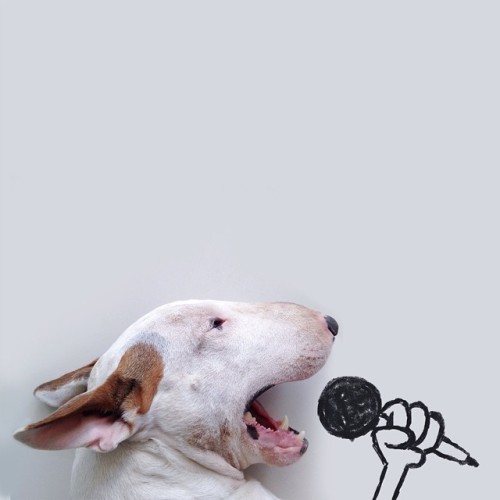 A bullterrier named Jimmi Choo starring in funny illustrations by Rafael Mantesso