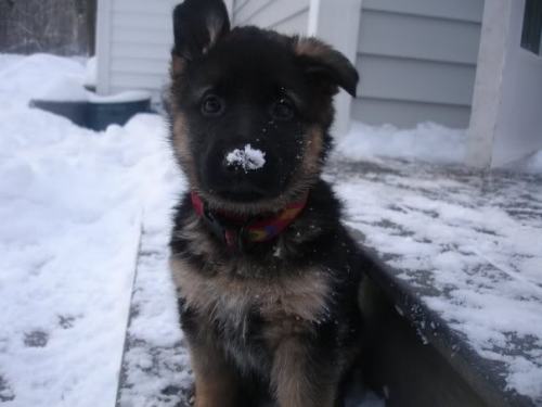 thecutestofthecute: German Shepherds and their little floppy ears. There is nothing I do not like ab