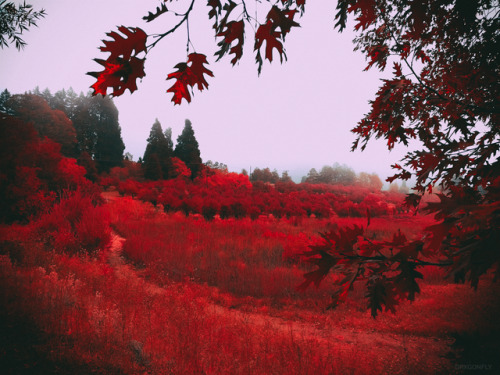 drxgonfly: Burning Red (by drxgonfly)  Instagram