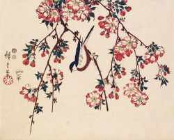 blackcoffeecinnamon:  Hiroshige (1797-1858)   広重  Bird on Double Cherry Branch,  1847-52