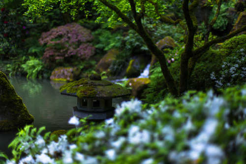 lobo-de-luna:wide asleepPortland Japanese Garden, Portland Oregon5-19-14