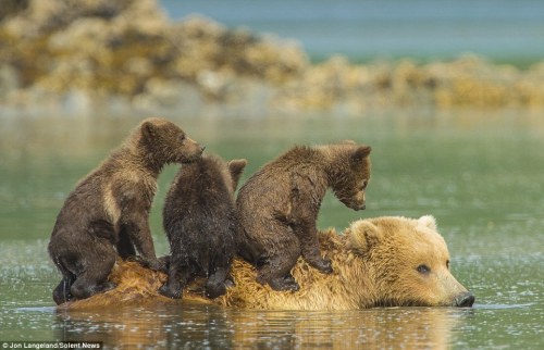 cuteanimals-only:Young grizzlies hitch a lift across water on their mother’s back ;-)