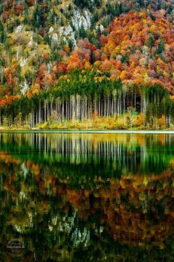 renamonkalou:  Autumn forest   © Gerhard Vlcek 