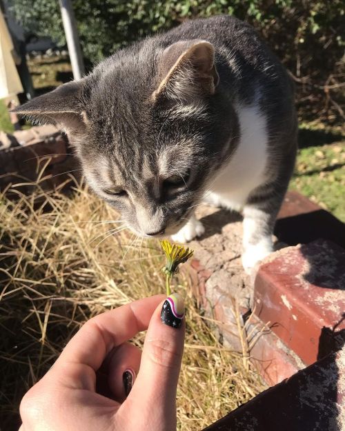 EW, nature #munch #fatcat #nature #dandelion #oklahoma #december #nails #nailart #artbyrambo #kitty 