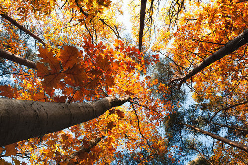 There is nothing quite like an autumn day