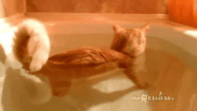 gifsboom:  Video: Cat Loves water