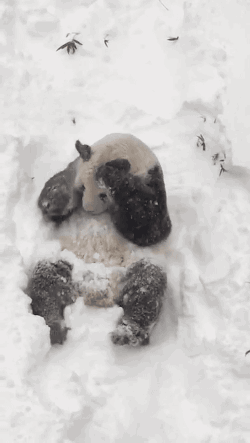 Porn gifsboom:  Tian Tian in the Snow. [video][Smithsonian’s photos