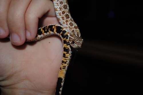 dannydevitoofficial: In need of downsizing my snake collection so I have to rehome my hognose snake.