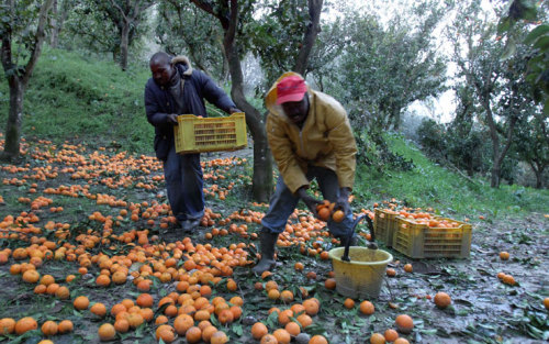 Nel 1992 e nel 2008 il Consiglio comunale di Rosarno è stato sciolto per infiltrazioni mafiose con decreto del presidente della Repubblica.  Negli anni 1950-1970 nella zona lavoravano molte raccoglitrici di olive, che si batterono per condizioni