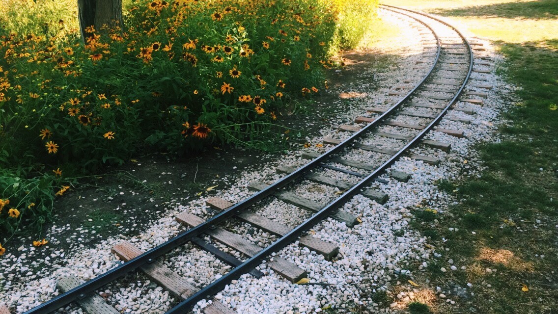 awkwrdkiddo:  I just couldn’t get enough of these flowers  
