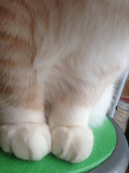 greeneyedg0ddess:I love kitty paws