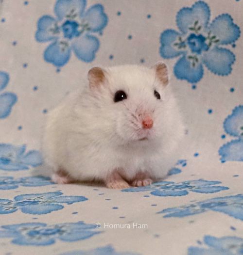 winter white dwarf hamster https://youtu.be/AjVd1g5XMjs
