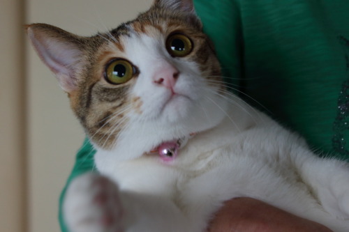 unknownicecream:  秋に成猫用の首輪に変えたのですが、鈴は付け替えて以前のものを引き続き使用しています。本当は首輪なんてない方がいいのだろうとは思いますが、とにかく活発でコンロやファンヒーターの近くも平気でウロウロする為事故防止の為に着けております(..)前は石油ストーブだったのですが彼女は天板に乗ったりしそうで危ないと家族全員の意見がまとまったため姉のボーナスでファンヒーターに…笑。
