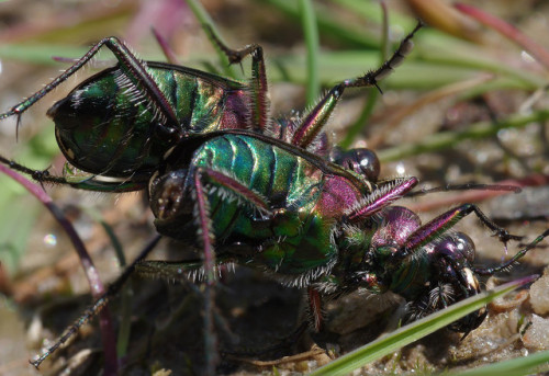 After taking some nice photos of Japanese tiger beetles in Kyoto last year, I&rsquo;ve been keen to 