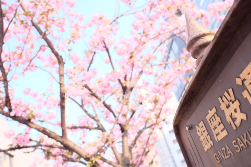 japan-overload:Ginza Sakura street 02 by  HAMACHI!