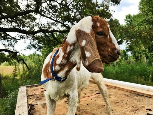 leavethisworldalive:Playing with baby goats #goats #animals #farmlife