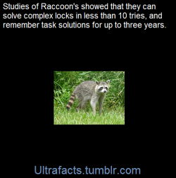 ultrafacts:   In a study by the ethologist H. B. Davis in 1908, raccoons were able to open 11 of 13 complex locks in fewer than 10 tries and had no problems repeating the action when the locks were rearranged or turned upside down. Davis concluded they