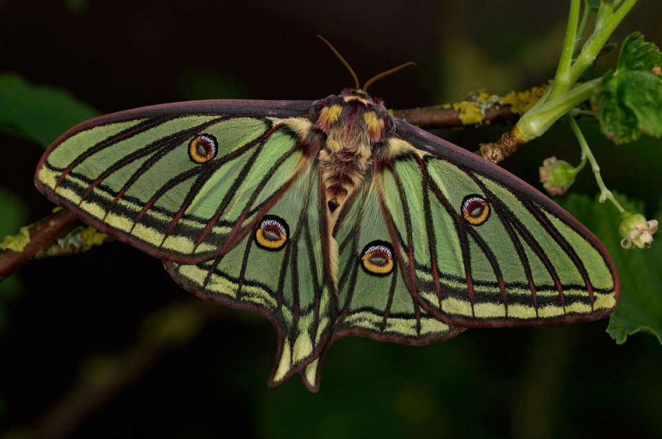 megarah-moon:“ “Spanish Moon Moth” by Olivier Bouteleux”