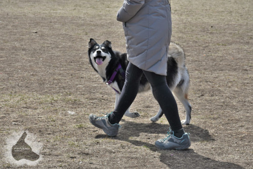 puppyrazzi
