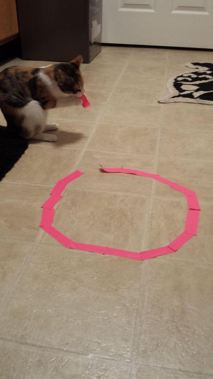 23 Pictures of Humanity’s Latest Attempts to Trap Cats in Circles
Shockingly, some cats remain defiant.