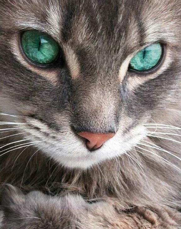 renamonkalou:  Emerald Eyes | Jeffrey J Brown 