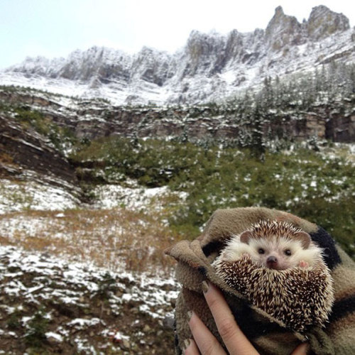 indoor-plants:  fairylene:  the adventures of a cute hedgehog ｡◕‿◕｡  So fucking majestic 