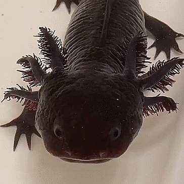 Axolotl Gif Explore Tumblr Posts And Blogs Tumgir