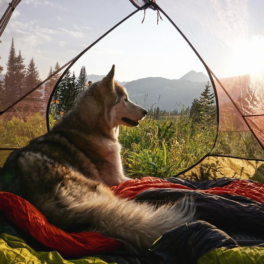 asylum-art-2:  Man takes his dogs on an amazing photographic journey   Breakin’