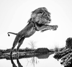 tokyo-bleep:  By David Yarrow