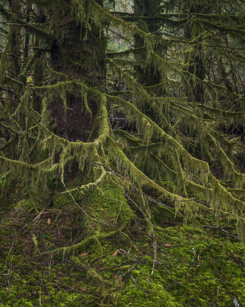 90377:The Ents of Glen Orchy by Rob Oliver