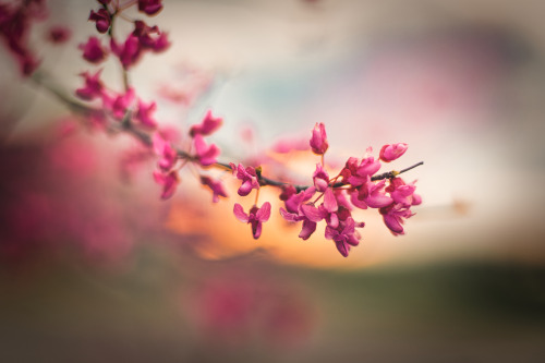 Blooms from this spring Nikon D500@photographyaeipathy