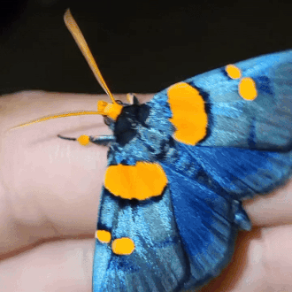 African Peach Moth (egybolis Vaillantina) | Coppensb On Ig