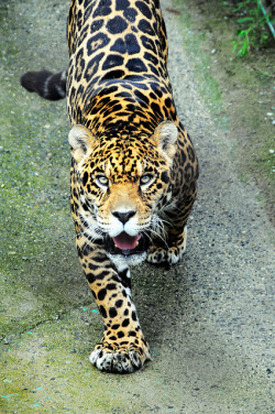 brutalgeneration:  Spotted Leopard 金錢豹 by Mel is away on Flickr. 