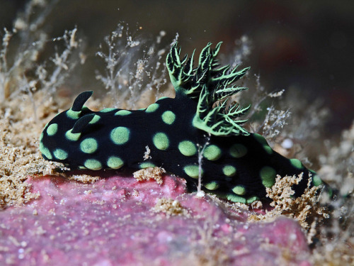 aquatic-heaven:  Nembrotha christata by divemecressi on Flickr. 