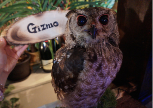 Akihabara’s Owl no Mori Owl Cafe! There’s a new flock of hooters in town, and they are all per