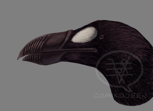 It’s been too long since I posted anything, so have this great auk doodle.